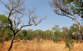Governo do Tocantins reduz em 18,29% desmatamento nos principais biomas do Estado, em julho 