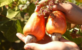 Governo do Tocantins promove 1° Festival do Caju na região oeste do Estado