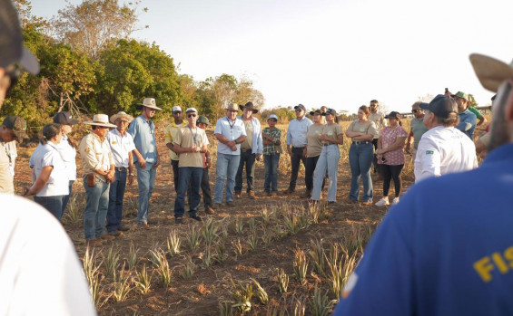 Governo do Tocantins leva Rota da Fruticultura à região central do Estado para apresentar as tecnologias da produção de abacaxi