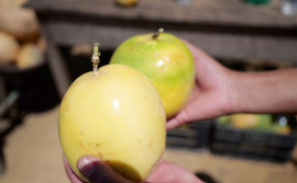 Promovida pelo Governo do Tocantins, 1ª Rota da Fruticultura apresenta inovações tecnológicas na produção de maracujá, em Miracema