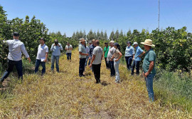 Em Itapiratins, Governo do Tocantins apresenta aos produtores alternativas para produção de laranja e limão 
