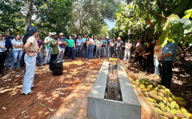 Em Tocantinópolis, Governo do Tocantins encerra 1ª Rota da Fruticultura com apresentação da cultura do cacau
