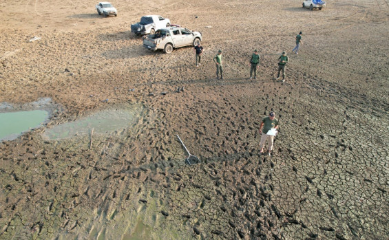 Durante Operação Gigante do Araguaia, Governo do Tocantins salva mais de 150 peixes na Ilha do Bananal