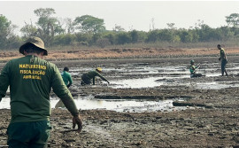 Durante Operação Gigante do Araguaia, Governo do Tocantins salva mais de 150 peixes na Ilha do Bananal