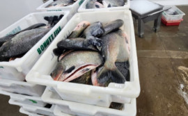 Governo do Tocantins promove ações para incentivar o consumo de peixe durante a Semana do Pescado