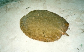 Naturatins inicia ações de monitoramento da arraia-maçã para conservação de espécie ameaçada de extinção