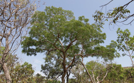 No dia do Cerrado, o Governo do Tocantins alcança uma importante marca: pelo quinto mês consecutivo o estado consegue reduzir o desmatamento ilegal na região