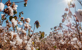 Com crescimento de 37% na área de cultivo de algodão, Tocantins inicia período de vazio sanitário dia 20 de setembro