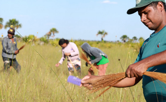 No Jalapão, artesãos e extrativistas celebram início da colheita do capim-dourado autorizado pelo Naturatins 