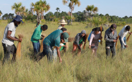 No Jalapão, artesãos e extrativistas celebram início da colheita do capim-dourado autorizado pelo Naturatins 