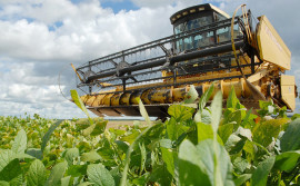 Adapec anuncia o período do plantio de soja para safra 2024/2025 no Tocantins