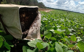 Governo do Tocantins publica lei de incentivo à apicultura para promover desenvolvimento sustentável e proteção ambiental