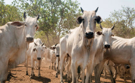 Governo do Tocantins encerra campanha de informações pecuárias na Ilha do Bananal