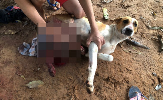 Em Nova Olinda, Polícia Civil conclui Inquérito e indicia homem por crime de maus tratos a animais
 
