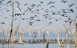 Governo do Tocantins realiza mapeamento de aves migratórias na Ilha do Bananal para prevenção à influenza aviária