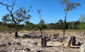 Governo do Tocantins destaca importância dos 24 anos de criação do Monumento Natural das Árvores Fossilizadas 