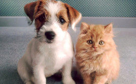 Com apoio do Governo do Tocantins, 1ª Feira Estadual de Adoção Pet será realizada nesta sexta-feira, 11, em Palmas
