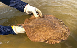 Naturatins conclui primeiro monitoramento da arraia-maçã para conservação da espécie 
