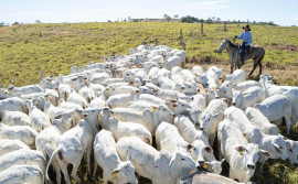 Políticas Públicas do Governo do Tocantins impulsionam crescimento da pecuária, que alcança 11,2 milhões de cabeças de gado em 2024