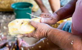 Governo do Tocantins lança chamadas públicas para projetos de inclusão produtiva no Jalapão e Serras Gerais
