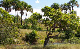 Governo do Tocantins divulga 1º Boletim de Desmatamento com redução de 24,3% de áreas impactadas nos últimos cinco meses
