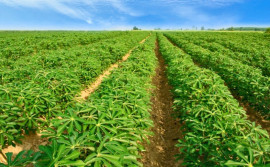 Governo do Tocantins implanta projeto Pão da Terra na região do Bico do Papagaio
