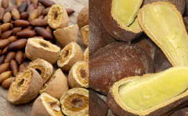 Governo do Tocantins e Associação de Mulheres Agroextrativistas realizam Festival do Baru e Jatobá, em Ponte Alta 
