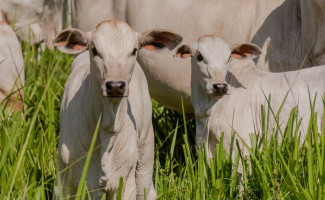 Em Paraíso, Polícia Civil indicia gerente de fazenda por aplicar golpes contra proprietário do imóvel rural