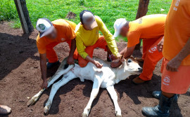 Governo do Tocantins capacita custodiados da Fazenda Agropecuária Penal de Cariri 