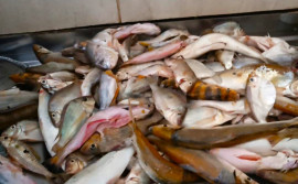 Naturatins alerta comerciantes de pescados sobre fim do prazo para declaração de estoques que termina nesta quinta-feira, 31