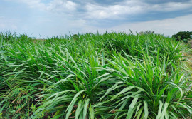 Agricultura distribui mudas de cana e capim para suplementação animal a produtores rurais