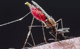  No Dia da Malária nas Américas, SES reforça combate à doença