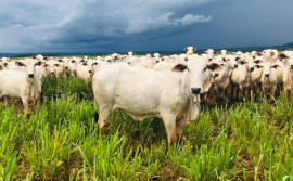 Governo do Tocantins abre inscrições para a 2ª edição do Meat Day na região central do Estado
