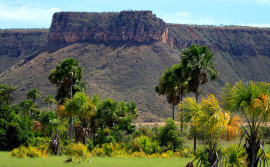 Tocantins registra 85% de redução de áreas impactadas com desmatamento 