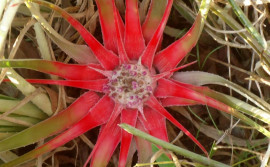 Naturatins abre consulta pública para elaboração da lista estadual de espécies ameaçadas de extinção