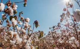 Em crescimento no Tocantins, plantio de algodão está autorizado a partir desta quinta-feira, 21