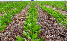 Expansão agrícola e avanço da semeadura colocam o Tocantins em destaque na produção de soja
