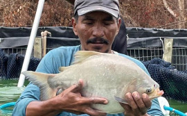 Governo do Tocantins impulsiona sucesso da piscicultura na comunidade indígena Krahô, em Lagoa da Confusão