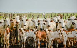 Governo do Tocantins alerta que prazo para declaração obrigatória de informações pecuárias encerra no dia 30 de novembro
