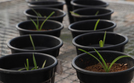 Governo do Tocantins promove a conservação de plantas do Cerrado em risco de extinção