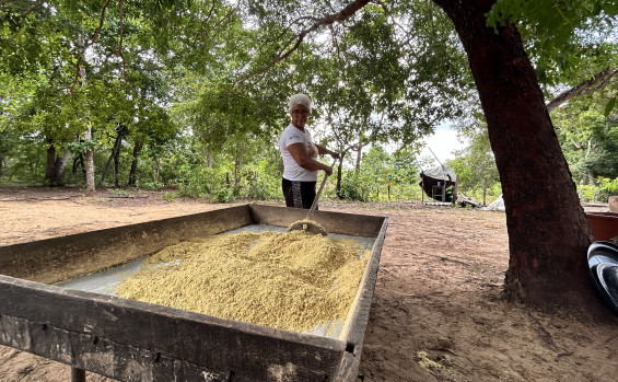 Naturatins fomenta cadeia produtiva da farinha de jatobá na APA do Jalapão 