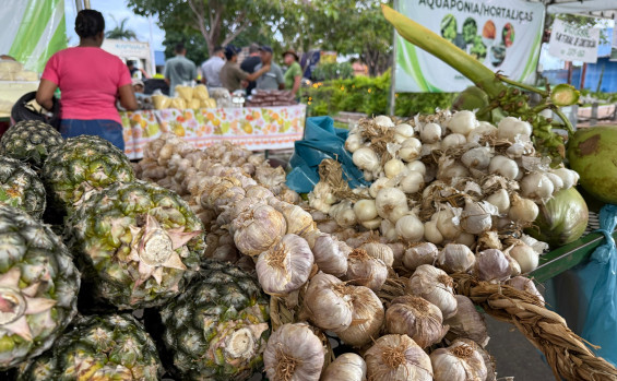 Governo do Tocantins impulsiona agricultura familiar com a 24ª Feira da Colheita em Pindorama 