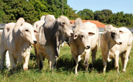 Governo do Tocantins realiza a 2ª edição do Meat Day neste sábado, 30