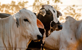 Governo do Tocantins prorroga para 13 de dezembro o prazo para declaração de informações pecuárias