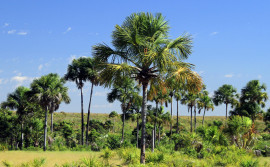 Governo do Tocantins aponta redução de 52% de focos de fogo no 13° Boletim Climático e Riscos de Incêndio do estado