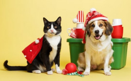 Governo do Tocantins lança projeto "Natau Miau” para ajudar animais em situação de rua
