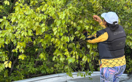 Naturatins impulsiona a cadeia da sociobiodiversidade do camu-camu no Tocantins