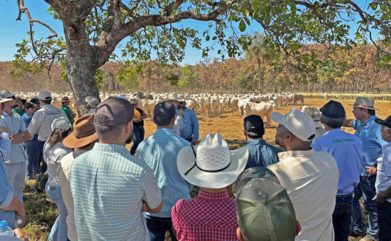 Governo do Tocantins investe na agropecuária e fortalece o setor rural