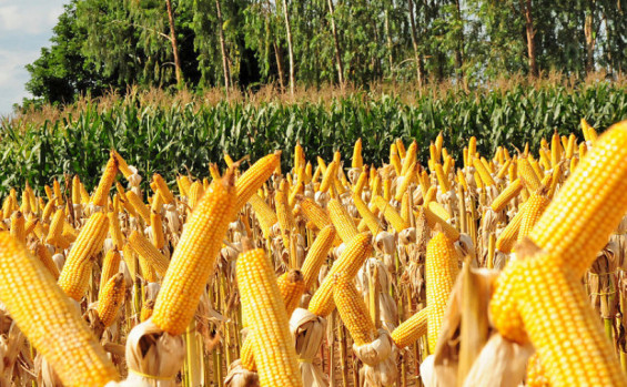 Governo do Tocantins investe na agropecuária e fortalece o setor rural