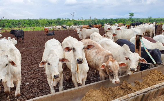 Governo do Tocantins investe na agropecuária e fortalece o setor rural